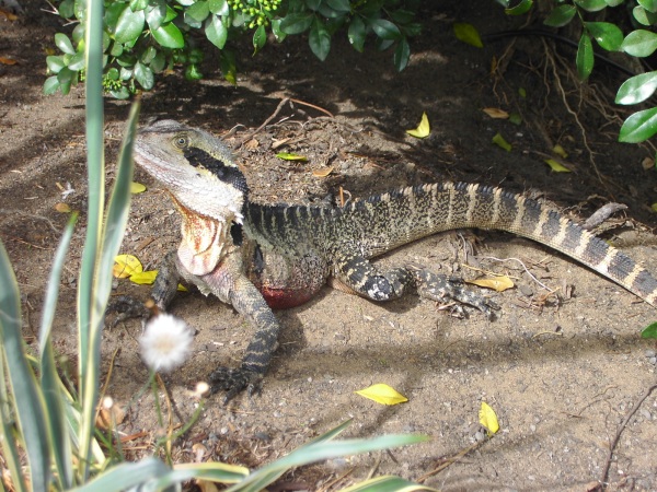 eastern water dragon