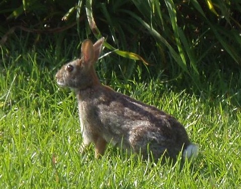 Australian Bunny Rabbit