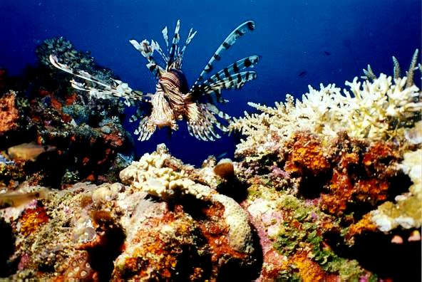 lion fish