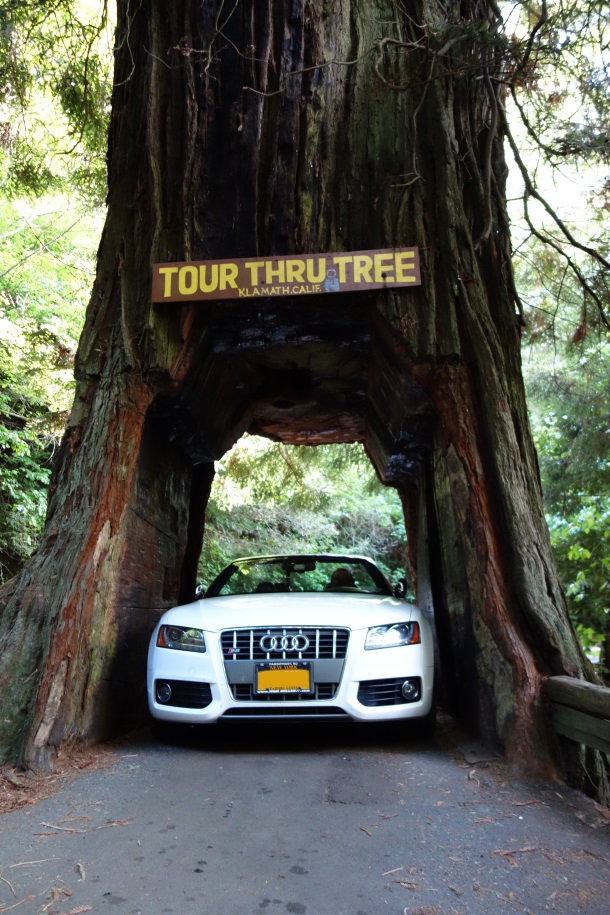Redwoods 2013-DSC02554