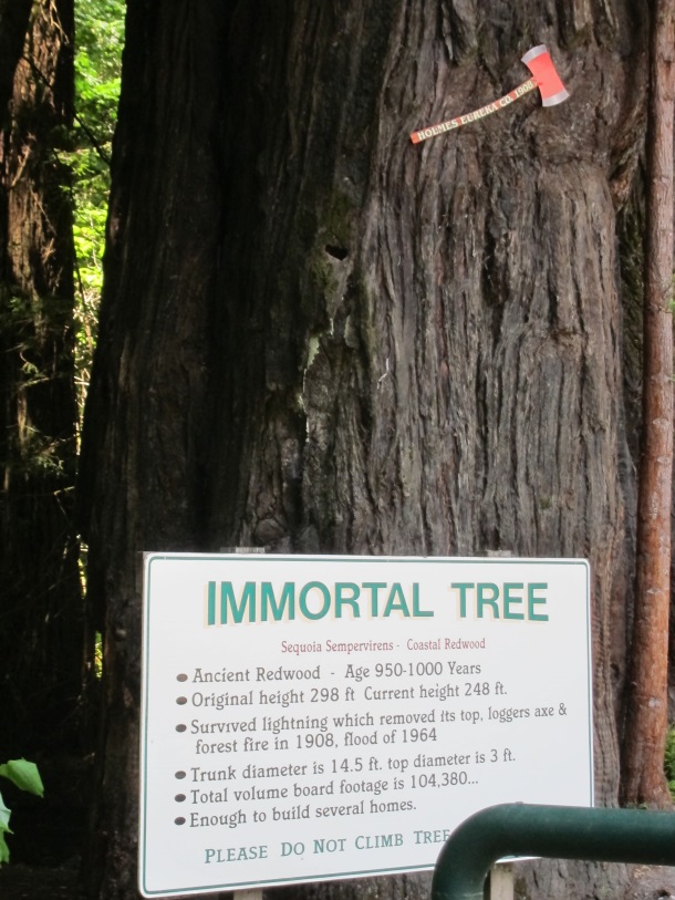 Redwoods 2013_3376