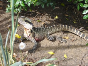 eastern water dragon on Manly Beach Trail in Australia