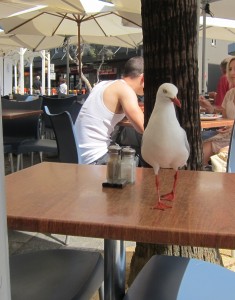 Pigeon begs for food at an outdoor table