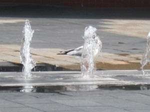 Pigeon plays in fountain