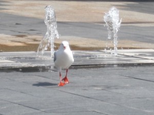 Pigeon plays in fountain