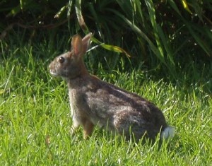 Wild Rabbit on Manly Beach Trail in Australia