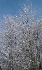 Frozen Trees on the Taconic Parkway - glistening in the sunlight.