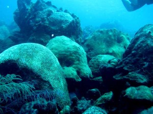 Scuba Diving off the coast of Aruba