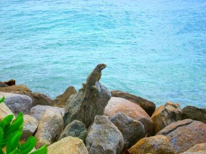 Iguana on Aruba’s Renaissance Island
