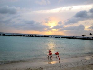 Pink Flamingos at Spa Cove on Aruba’s Renaissance Island