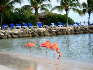 Flamingos on Renaissance Island in Aruba