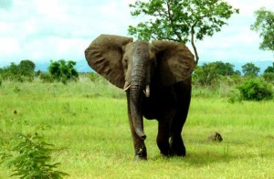 African Elephant