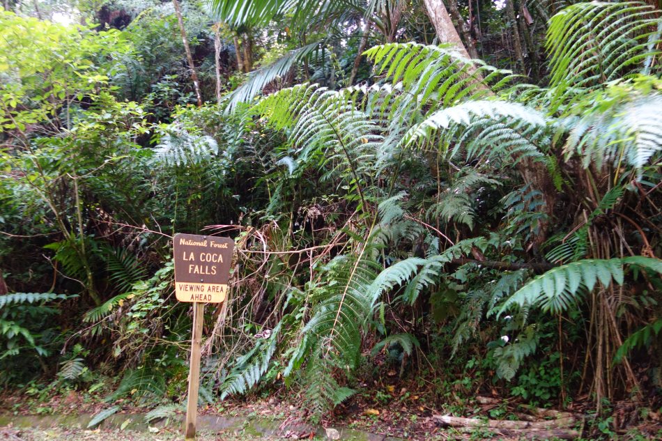 El Yunque National Rainforest-DSC09004
