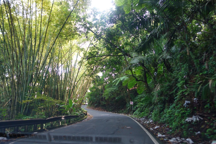 El Yunque Rainforest-DSC09003