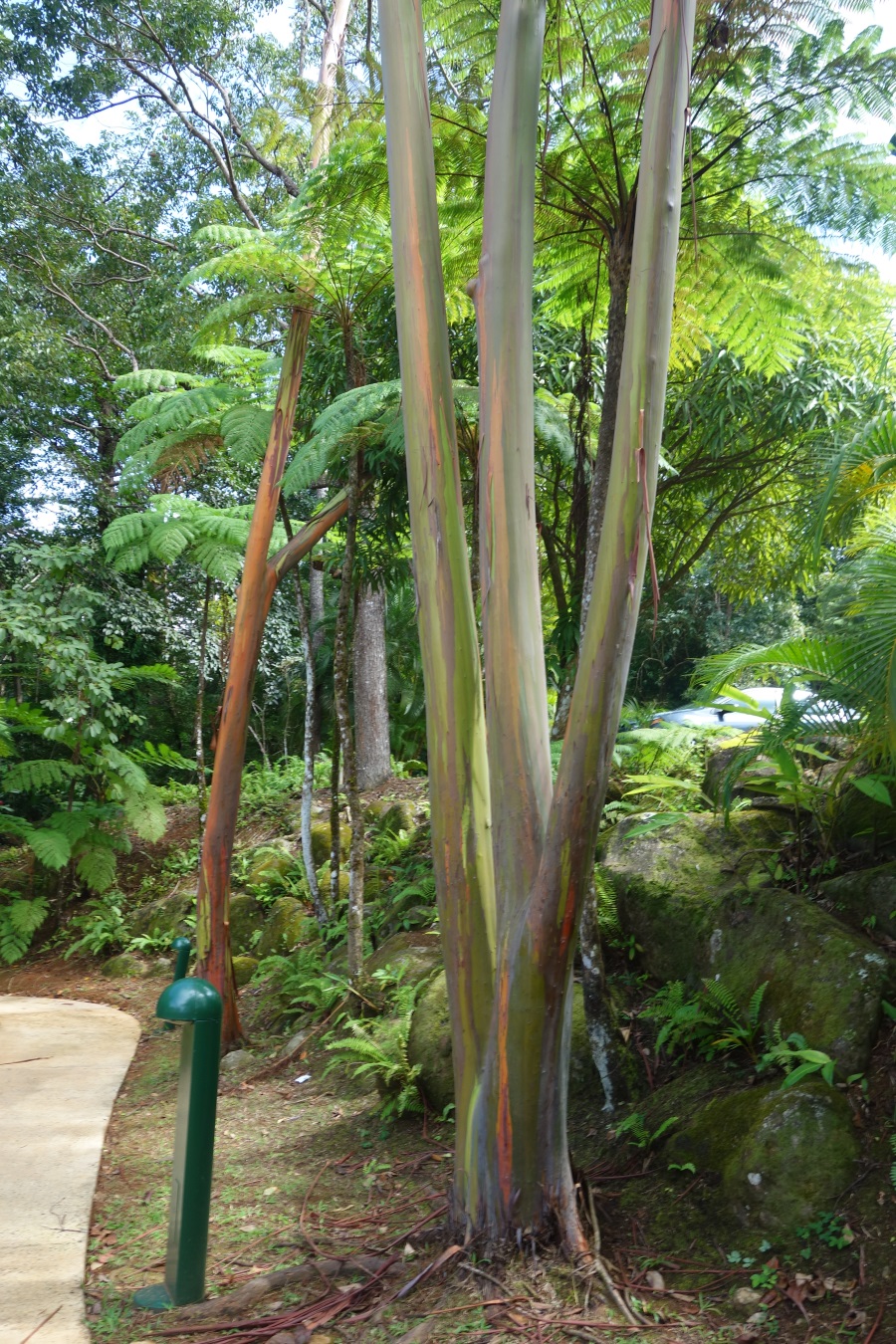 Rainbow Eucalyptus Tree-DSC08973