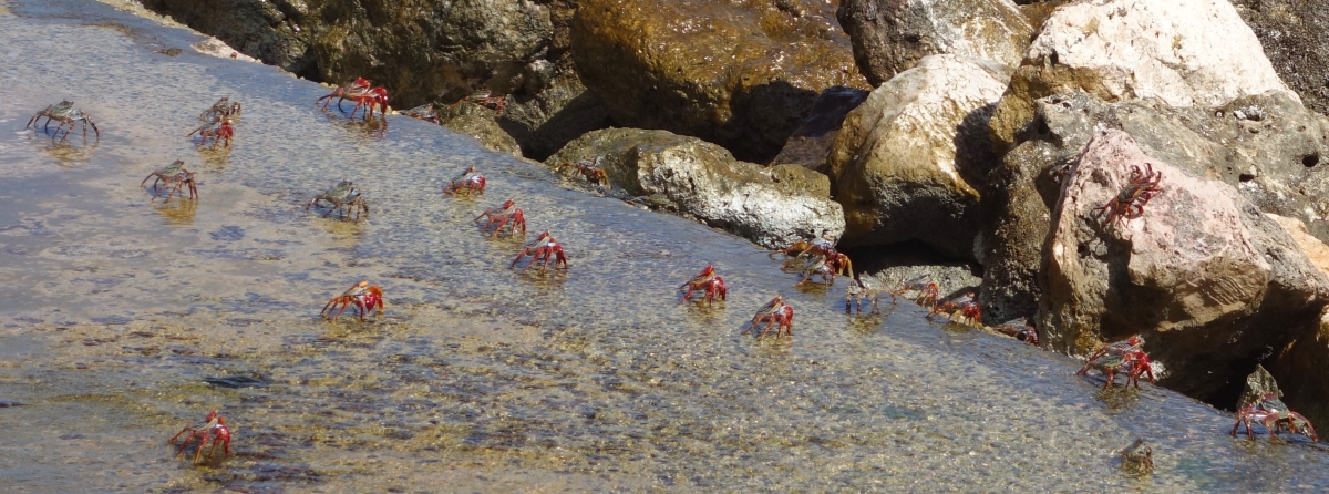 rif-fort-crabs-2dsc04614