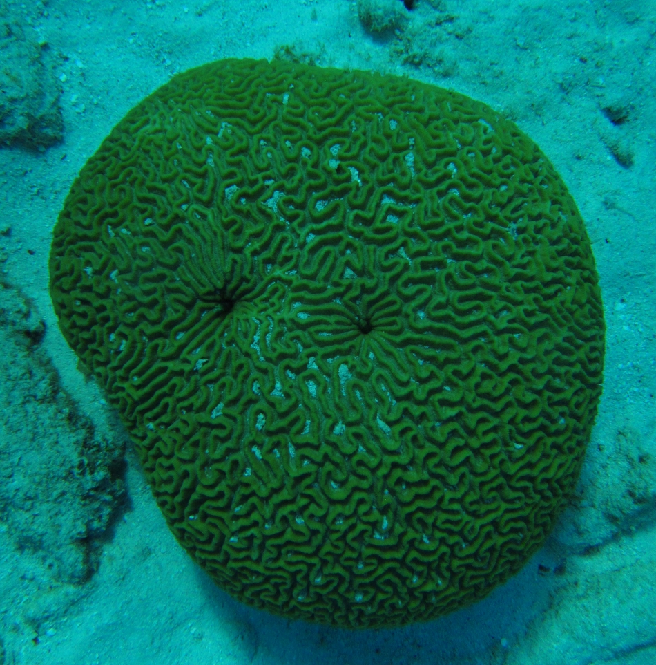 scuba-diving-curacao-4880