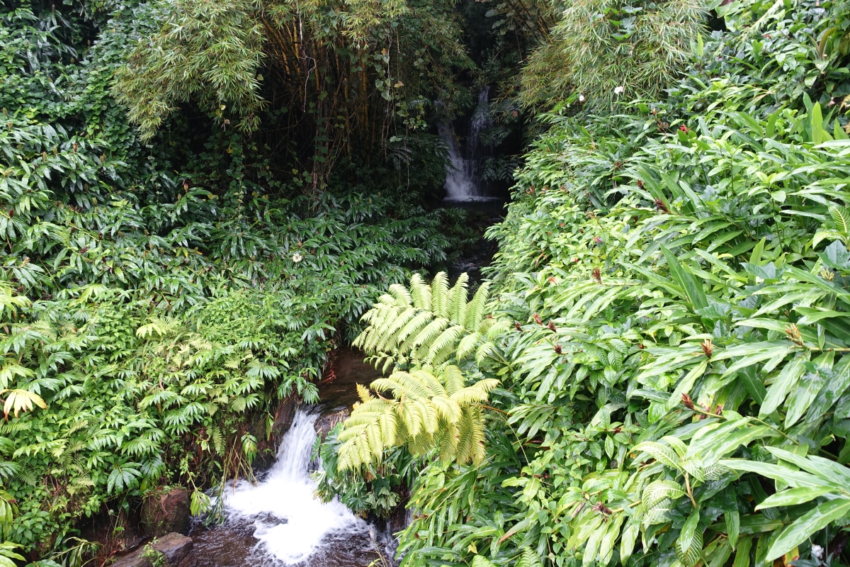 Akaka Falls, Hilo-DSC05197 (2)