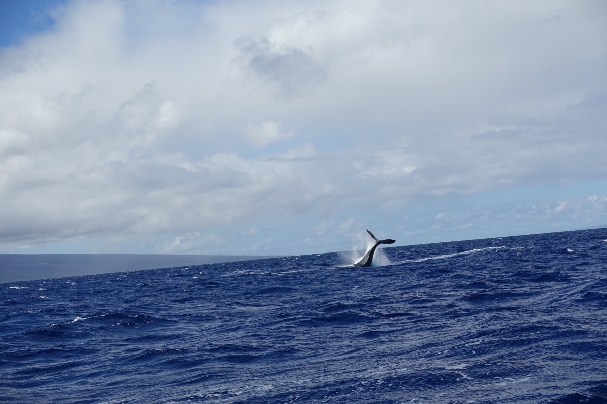 Humpback whale tour maui hawaii december 2016-DSC07263