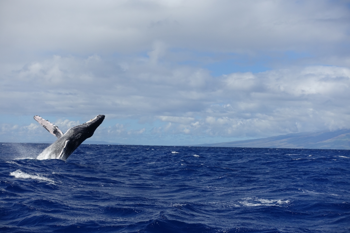 Humpback whale tour maui hawaii december 2016-DSC07296