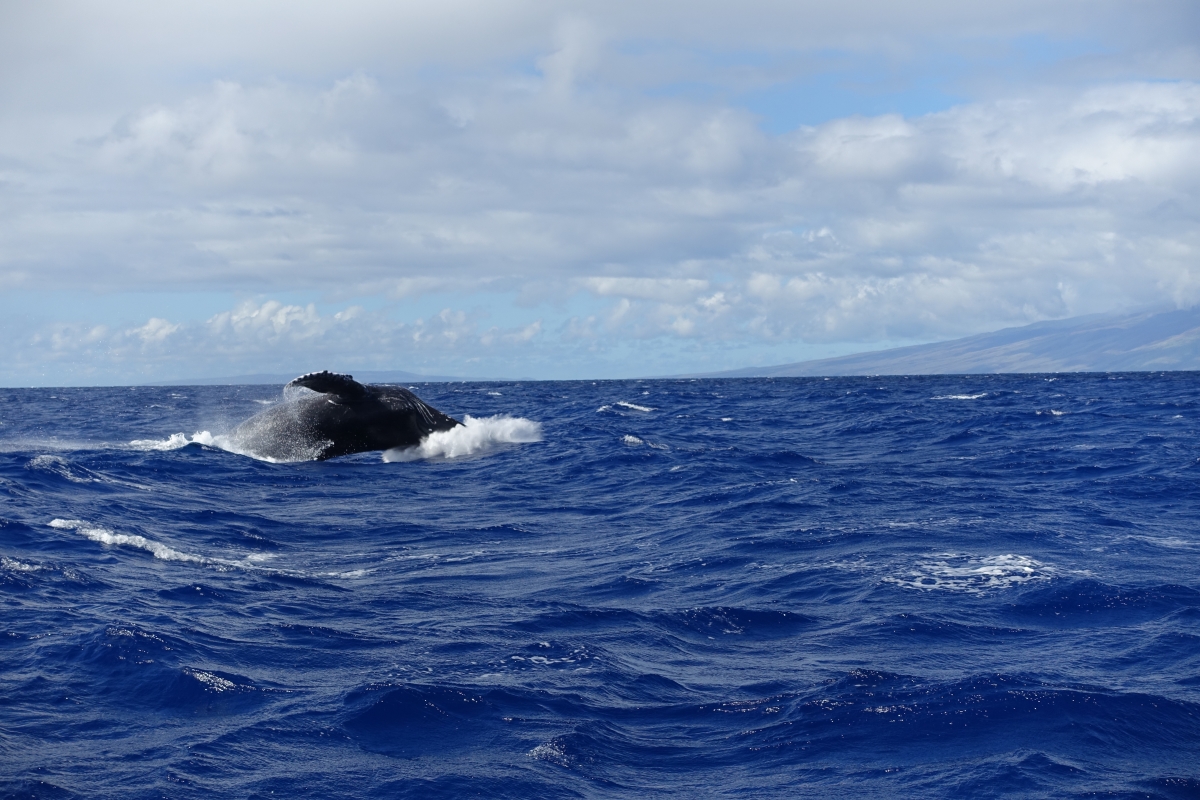 Humpback whale tour maui hawaii december 2016-DSC07301