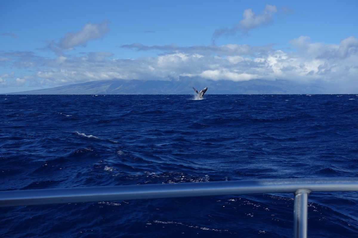 Humpback whale tour maui hawaii december 2016-DSC07485