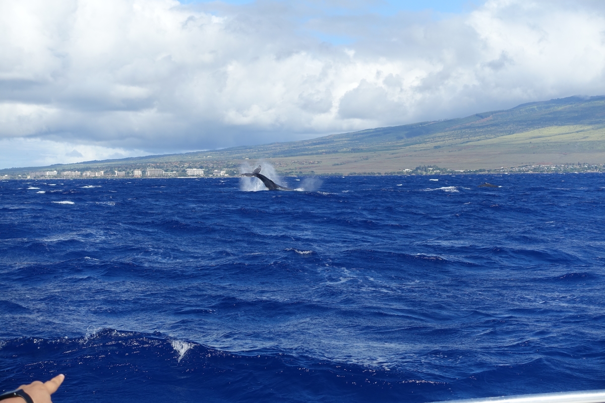Humpback whale tour maui hawaii december 2016-DSC07607