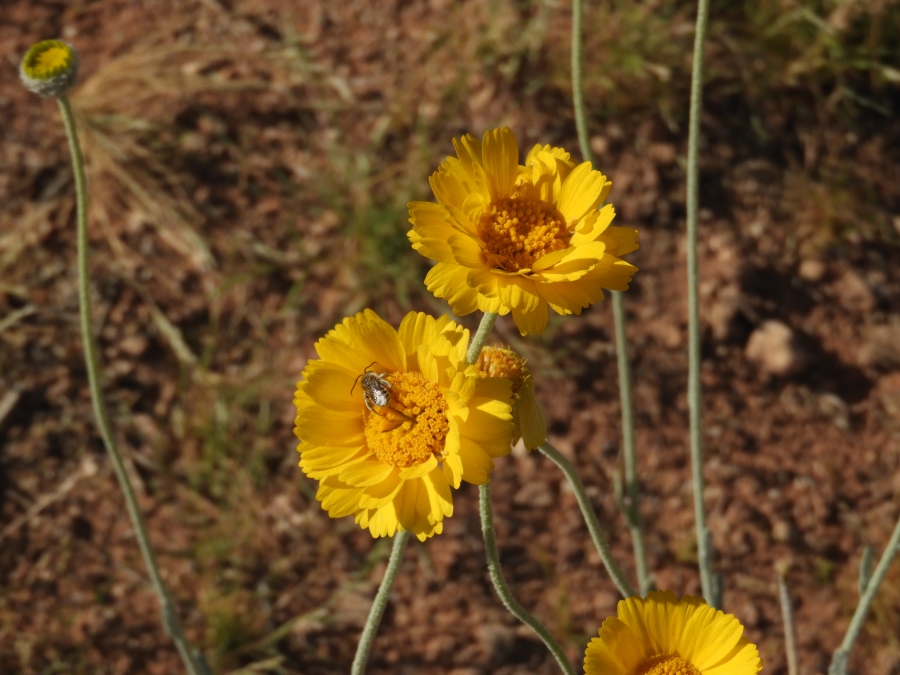 Calico Basin Wildflower HikeDSCN2687