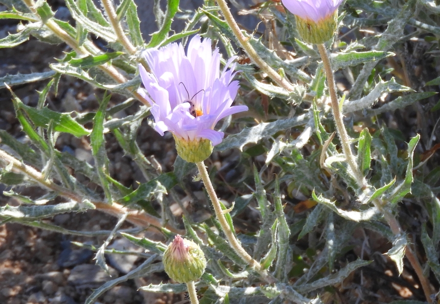 Calico Basin Wildflower HikeDSCN2756a