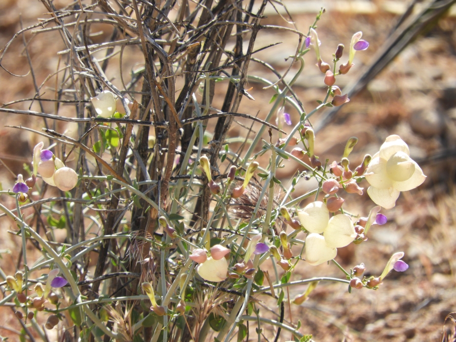 Calico Basin Wildflower HikeDSCN2765