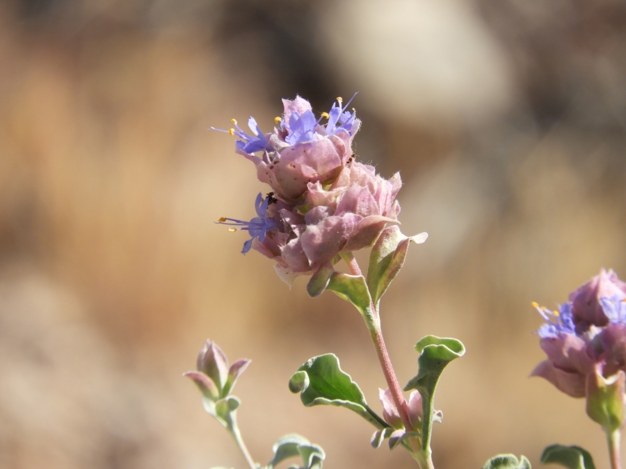 Calico Basin Wildflower HikeDSCN2809